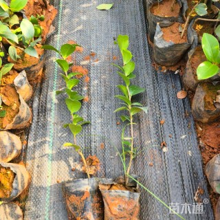 高度25厘米茶花