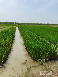 高度25厘米红蓼