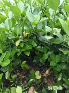 高度30厘米北海道黄杨小苗