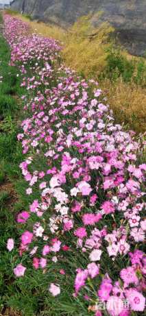 高度10厘米地被石竹