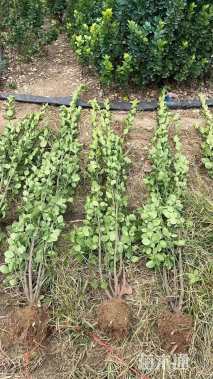 高度170厘米北海道黄杨