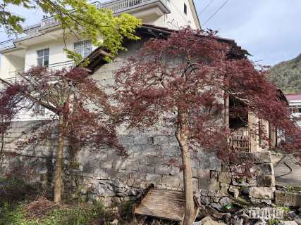 高度200厘米羽毛枫