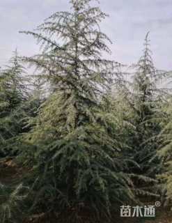 高度400厘米雪松