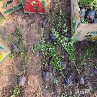 高度60厘米迎春花