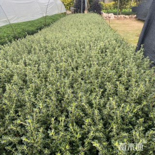 高度15厘米六月雪