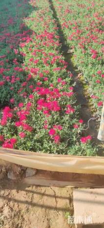 高度20厘米美女樱