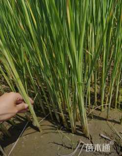 高度60厘米香蒲
