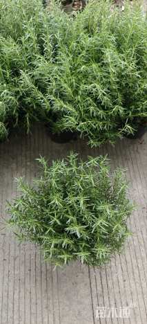 高度30厘米迷迭香