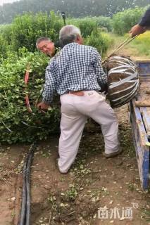 冠幅180厘米卫矛球