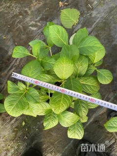 高度15厘米无尽夏绣球