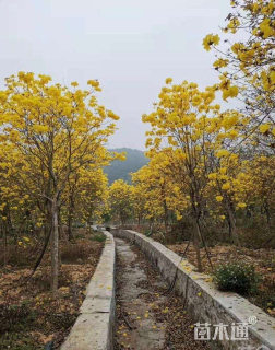 15公分黄花风铃木