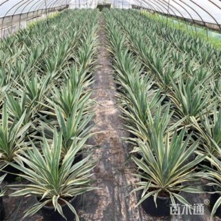 高度80厘米剑麻