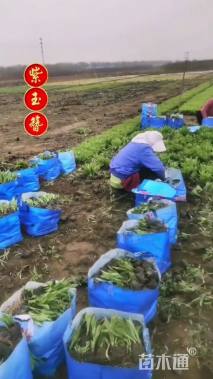 高度30厘米紫萼