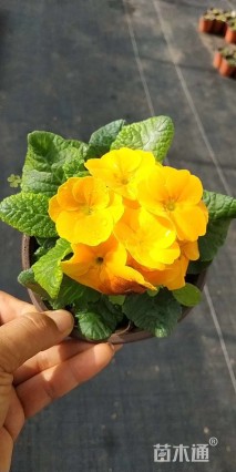 高度20厘米报春花