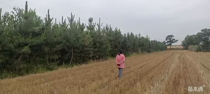 高度4000厘米黑松