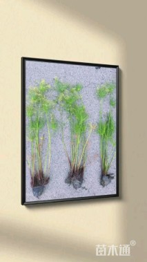 高度50厘米纸莎草