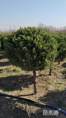 冠幅100厘米龙柏球