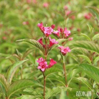 高度60厘米红王子锦带苗