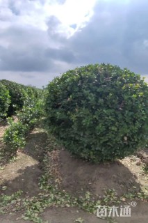 冠幅180厘米大叶黄杨球