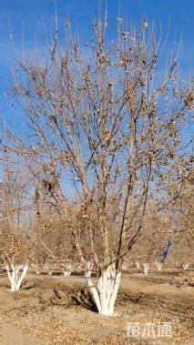 高度700厘米丛生五角枫