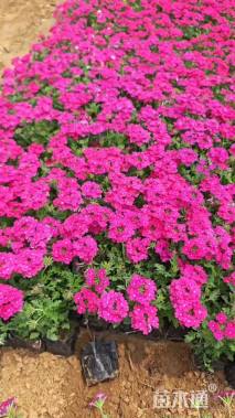 高度25厘米美女樱