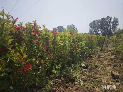 高度100厘米红王子锦带