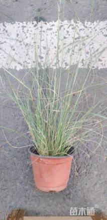 高度30厘米粉黛乱子草