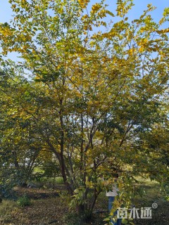 60公分(5杆)丛生朴树