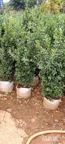 高度140厘米大叶黄杨