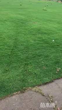 草卷状马尼拉草