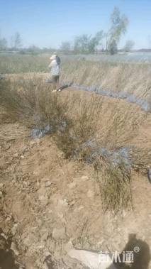 高度50厘米红王子锦带球