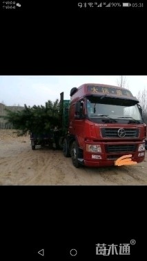 高度500厘米油松