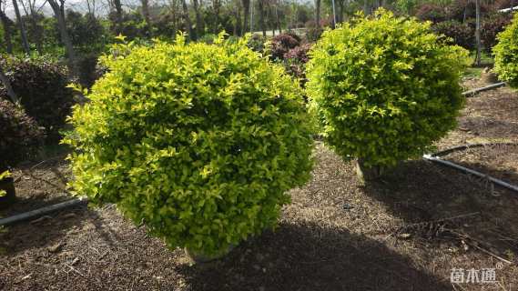 高度100厘米金叶假连翘