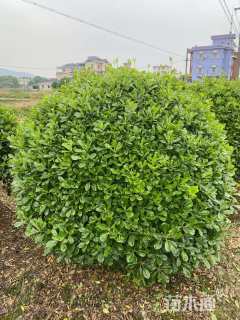 冠幅130厘米海桐球