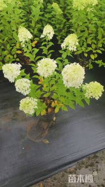 高度80厘米圆锥绣球