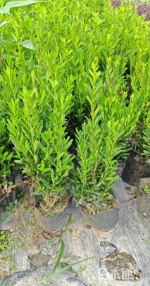 高度30厘米小叶黄杨