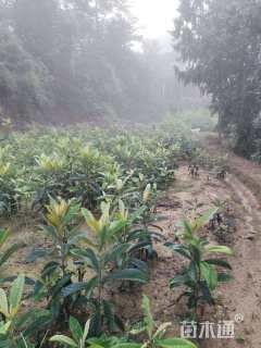 0.8公分大五星枇杷苗