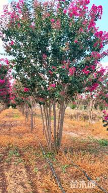 10公分小叶紫薇