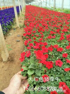 矮牵牛