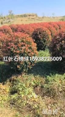 冠幅80厘米红叶石楠球