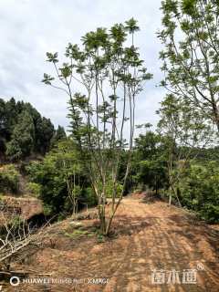 15公分(3杆)丛生蓝花楹