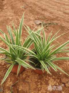 高度20厘米吊兰