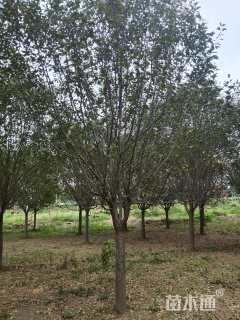 18公分绚丽海棠