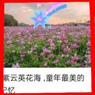 高度50厘米法国冬青