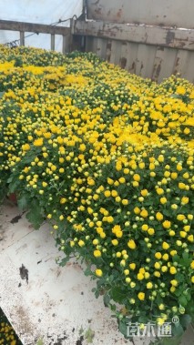 高度30厘米菊花