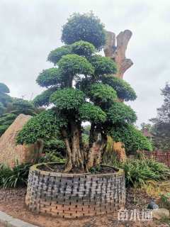 15公分造型椤木石楠