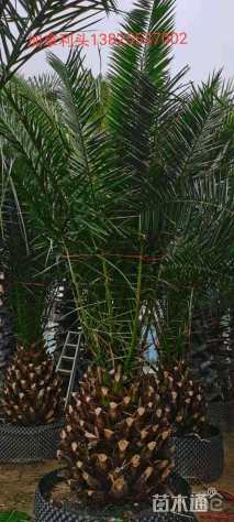 裸干高80厘米加拿利海枣