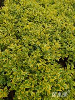 高度30厘米花叶连翘