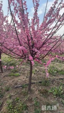 高度180厘米重瓣榆叶梅