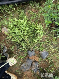 高度40厘米中叶栀子